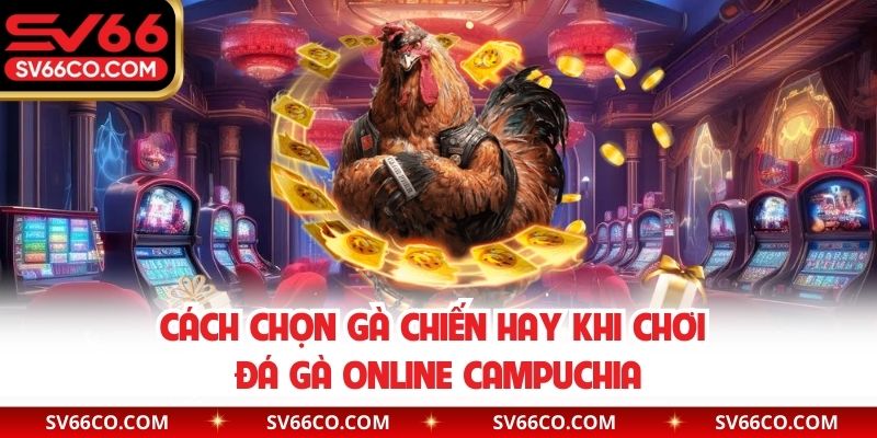 Cách chọn gà chiến hay khi chơi đá gà online Campuchia
